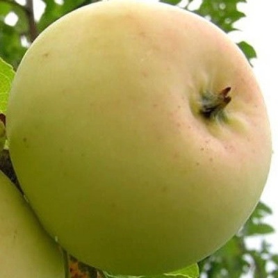 Яблоня БАНАНОВОЕ в Нижнем Тагиле