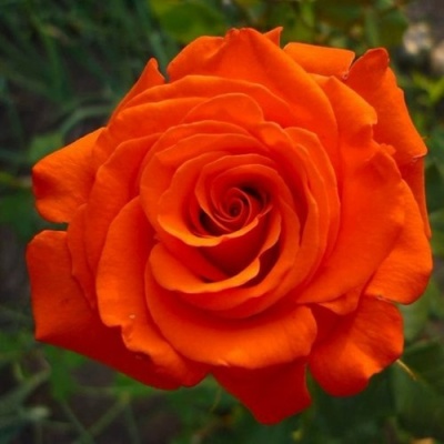 Роза АНЖЕЛИКА чайно-гибридная  в Нижнем Тагиле
