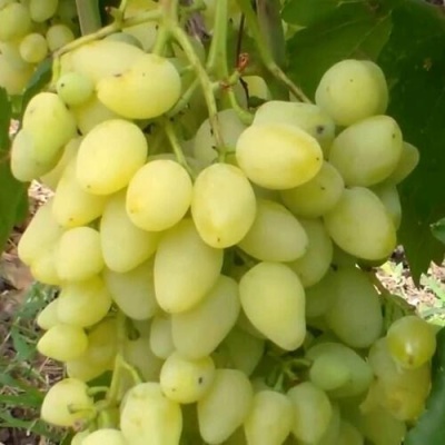 Виноград ЗАРНИЦА в Нижнем Тагиле