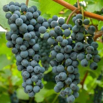 Виноград ТАЕЖНЫЙ в Нижнем Тагиле