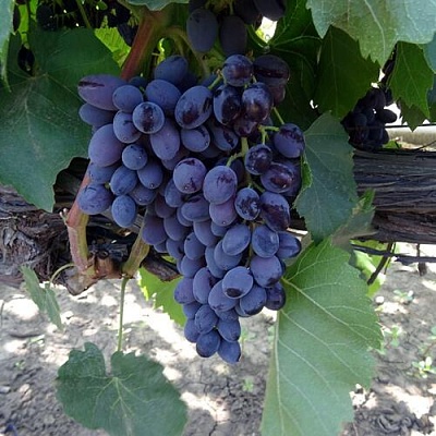 Виноград ЮПИТЕР в Нижнем Тагиле