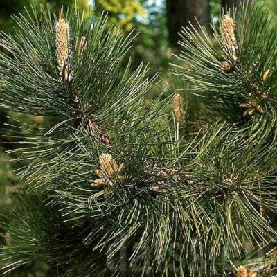 Сосна черная в Нижнем Тагиле
