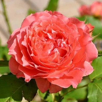 Роза КОРАЛ ЖЕЛЕ японская в Нижнем Тагиле
