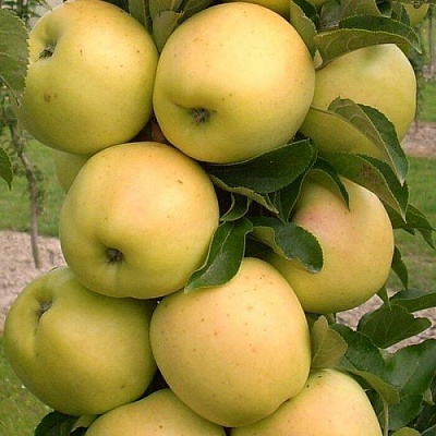 Яблоня колонновидная в Нижнем Тагиле
