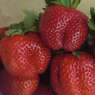 Клубника ДЕСТЕНИ в Нижнем Тагиле