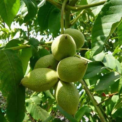 Маньчжурский орех  в Нижнем Тагиле