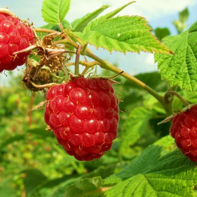 Бесшипная в Нижнем Тагиле