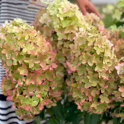 Гортензия МЕТАЛЛИКА метельчатая в Нижнем Тагиле
