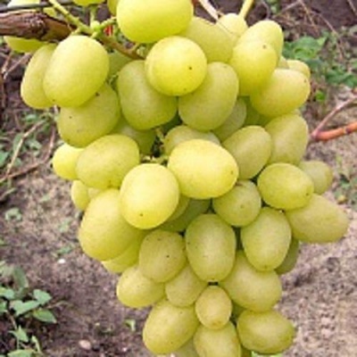Виноград АРКАДИЯ в Нижнем Тагиле