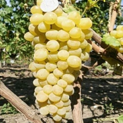 Виноград КИШМИШ ЗОЛОТЦЕ в Нижнем Тагиле