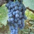 Виноград ВЕНУС в Нижнем Тагиле