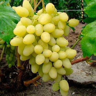 Виноград ДОЛГОЖДАННЫЙ в Нижнем Тагиле