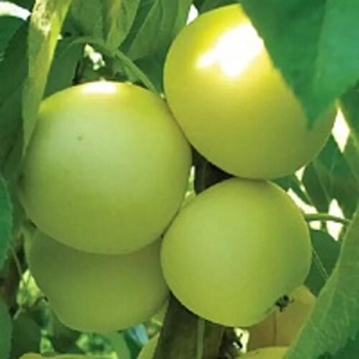 Яблоня МЕДОК колонновидная в Нижнем Тагиле