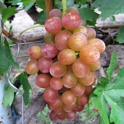Виноград БЛЕСТЯЩИЙ в Нижнем Тагиле