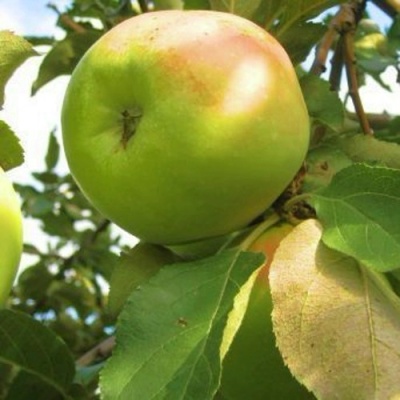 Яблоня ИКША колонновидная в Нижнем Тагиле