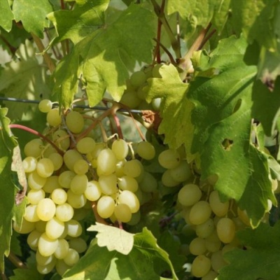 Виноград БЛАГОВЕСТ в Нижнем Тагиле