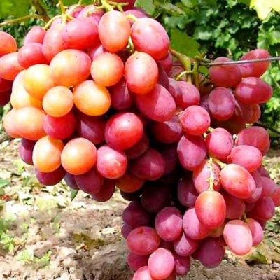 Виноград АНЮТА в Нижнем Тагиле