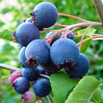 Ирга ПЕМБИНА в Нижнем Тагиле