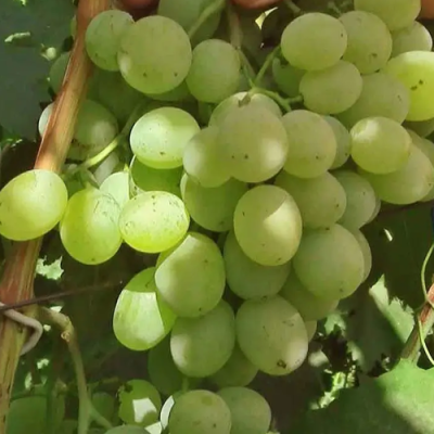 Виноград СВЕТЛАНА в Нижнем Тагиле