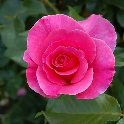 Роза РОМАНС флорибунда в Нижнем Тагиле