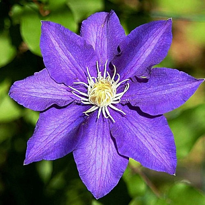 Клематис ЗЕ ПРЕЗИДЕНТ в Нижнем Тагиле