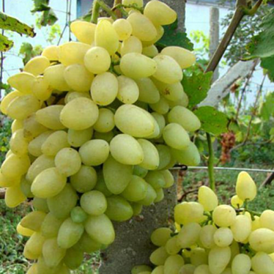 Виноград ЗАРНИЦА в Нижнем Тагиле