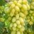 Виноград ТИМУР в Нижнем Тагиле