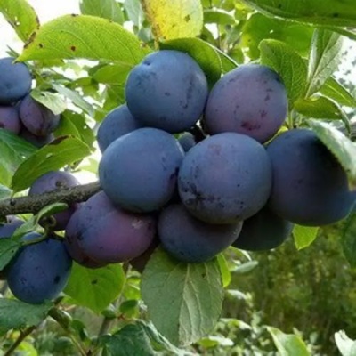 Слива КРОМАНЬ в Нижнем Тагиле