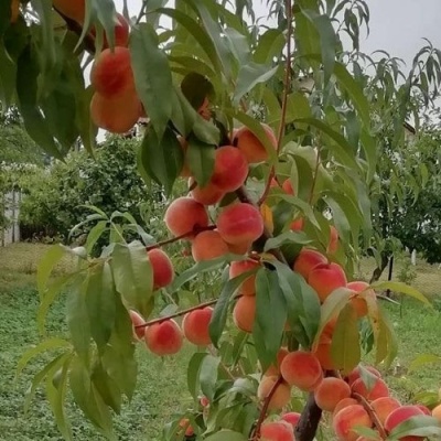 Персик ВУЛКАН в Нижнем Тагиле