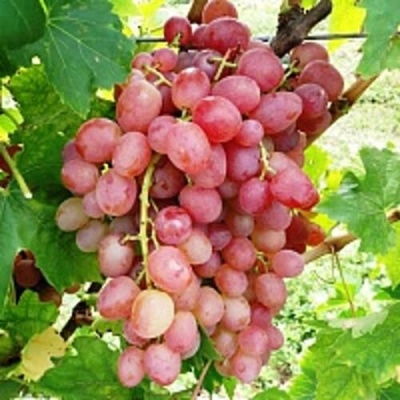 Виноград ЛИВИЯ в Нижнем Тагиле
