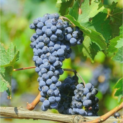 Виноград ТАЕЖНЫЙ в Нижнем Тагиле