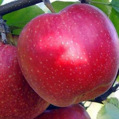 Яблоня АНТЕЙ в Нижнем Тагиле