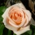 Роза ОСИАНА чайно-гибридная  в Нижнем Тагиле