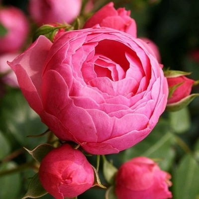Роза ПОМПОНЕЛЛА флорибунда в Нижнем Тагиле