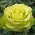 Роза ЛИМБО (ДОЛЛАР) чайно-гибридная  в Нижнем Тагиле