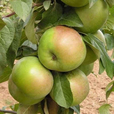Яблоня БЕЛАНА в Нижнем Тагиле