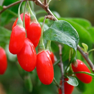 Годжи (чудо-ягода) в Нижнем Тагиле