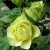 Роза ЛИМБО (ДОЛЛАР) чайно-гибридная  в Нижнем Тагиле