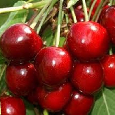 Черешня МИНЧАНКА в Нижнем Тагиле
