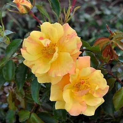 Роза АНГЕЛИНА ФРЕСКА флорибунда  в Нижнем Тагиле