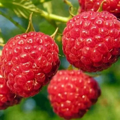 Поздняя в Нижнем Тагиле