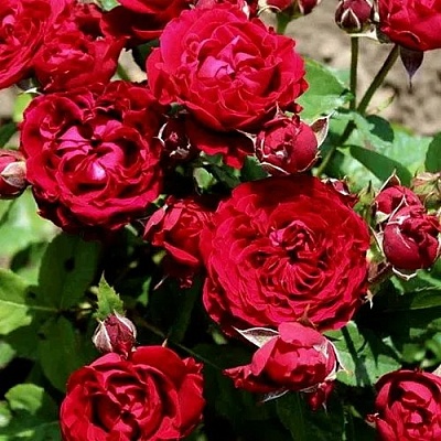 Роза ТАМАНГО спрей  в Нижнем Тагиле