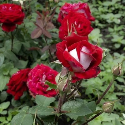 Роза ЛЮКСОР чайно-гибридная  в Нижнем Тагиле