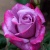 Роза ПАРАДИЗ чайно-гибридная  в Нижнем Тагиле