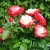 Роза НОСТАЛЬЖИ чайно-гибридная  в Нижнем Тагиле
