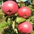 Яблоня ВАЛЮТА колонновидная в Нижнем Тагиле