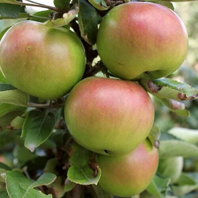 Яблоня ИКША колонновидная в Нижнем Тагиле