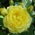 Роза АНИ ДЮПРЕЙ флорибунда в Нижнем Тагиле