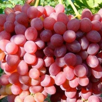 Виноград КИШМИШ КРАСНЫЙ в Нижнем Тагиле