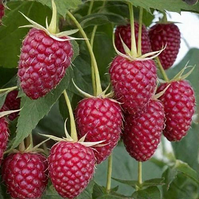 Высокая в Нижнем Тагиле